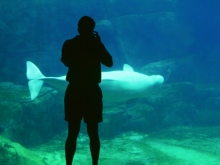 Blick auf Fotograf + Blick auf Beluga